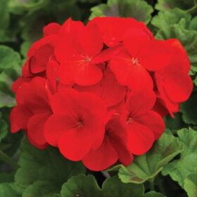 Geranium Pinto Premium Deep Red F1 Seed A20222383