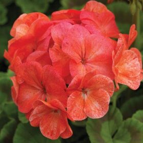 Geranium Pinto Premium Salmon Splash F1 Seed A20222384