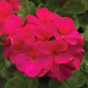 Geranium Pinto Premium Violet F1 Seed A20222371