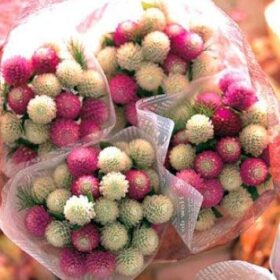 Gomphrena Globe Amaranth Audray Mix Seed A20222399