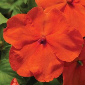 Impatiens Accent Premium Deep Orange F1 Seed A20222419