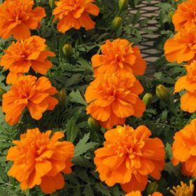 Marigold Bonanza Deep Orange Seed A20222533