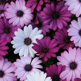 Osteospermum Akila Mix F1 Seed A20222589