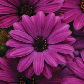 Osteospermum Akila Purple F1 Seed A20222590