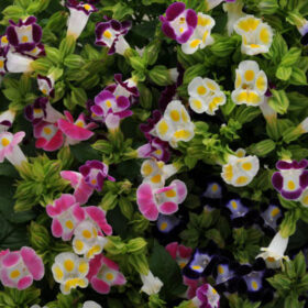 Torenia Kauai Mix Seed A20222832