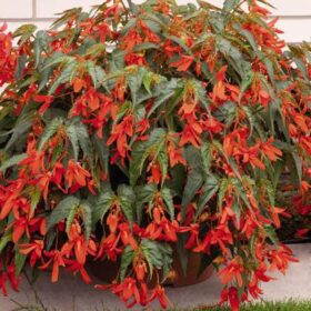 Begonia Sun Cities Santa Cruz Sunset F1 Seed A20222204