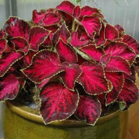 Coleus Chocolate Covered Cherry Seed A20222281