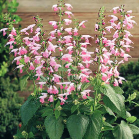 Salvia Summer Jewel Pink Seed A20222715