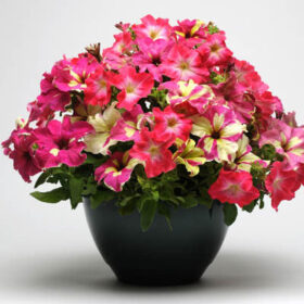 Petunia Fuseables Lime Coral Seed A20223005