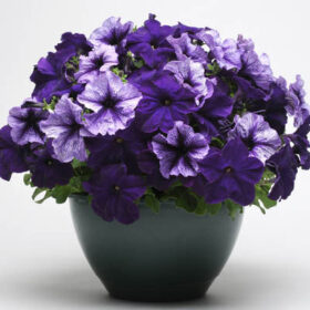 Petunia Fuseables Pleasantly Blue Seed A20223006