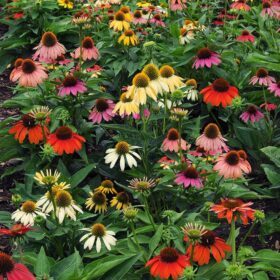 Echinacea Cheyenne Spirit Mix Seed A20222344