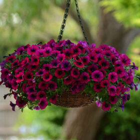 Petunia Shock Wave Deep Purple F1 Seed A20222996