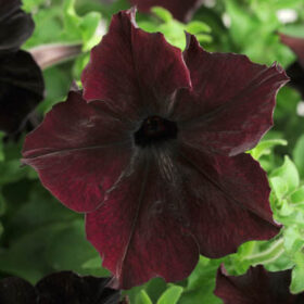 Petunia Sophistica Blackberry F1 Seed A20223004