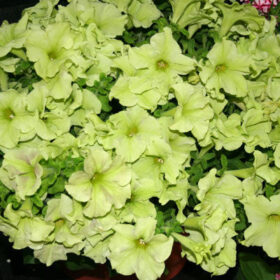 Petunia Sophistica Lime Green F1 Seed A20223011