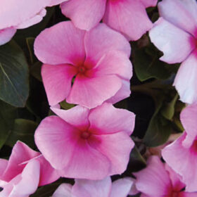 Vinca Cora Cascade Strawberry F1 Seed A20222856