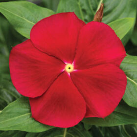 Vinca Cora Red F1 Seed A20222860