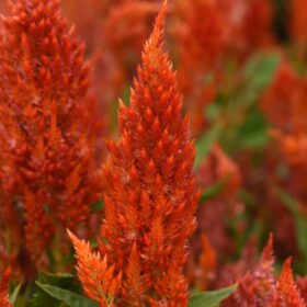 Celosia Sunday Orange Seed A20222271