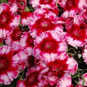 Dianthus Diana Crimson Picotee F1 Seed A20222324