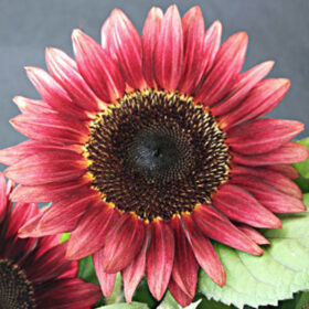 Sunflower Pro Cut Red F1 Seed A20222821