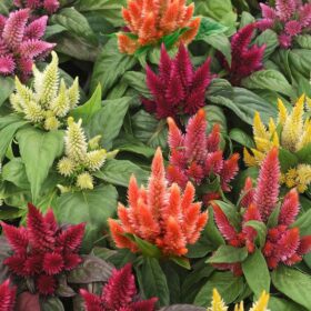 Celosia Kosmo Mix Seed A20222252