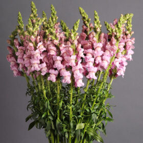 Snapdragon Potomac Lavender F1 Seed A20222738