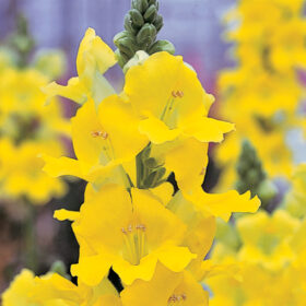 Snapdragon Chantilly Yellow F1 Seed A20222735