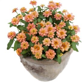 Zinnia Profusion Double Deep Salmon Seed A20223060