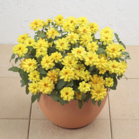 Zinnia Profusion Double Yellow Seed A20223065