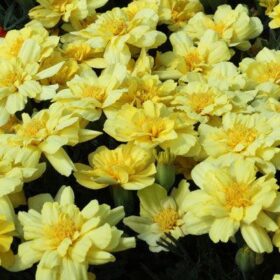 Marigold Alumia Vanilla Cream Seed A20222526