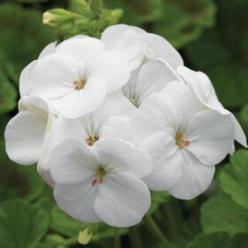 Geranium Pinto Premium White F1 Seed A20222372