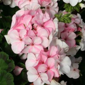 Geranium Pinto Premium White To Rose F1 Seed A20222385