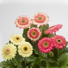 Gerbera Cartwheel Strawberry Twist F1 Seed A20222389