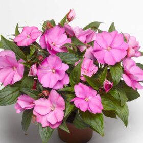 Impatiens New Guinea Florific Lavender F1 Seed A20222459