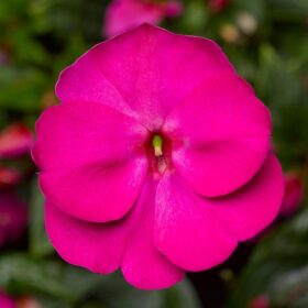 Impatiens New Guinea Florific Violet Seed A20222461