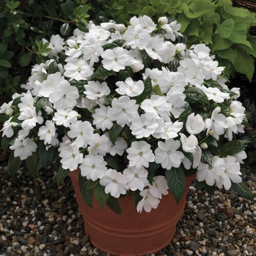 Impatiens New Guinea Florific White Seed A20222462