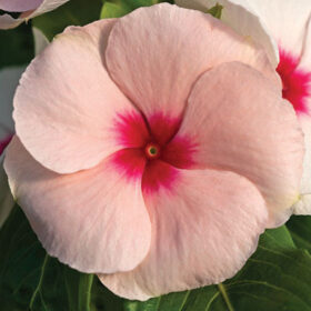 Vinca Cora Cascade Apricot F1 Seed A20222850
