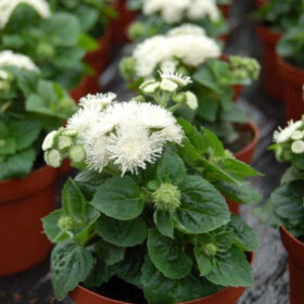 Ageratum Aloha White F1 Seed A20222129