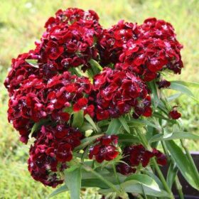 Dianthus Sweet Black Cherry F1 Seed A20222331