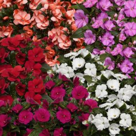 Impatiens New Guinea Florific Mix F1 Seed A20222446