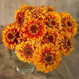 Zinnia Macarenia Seed A20222919