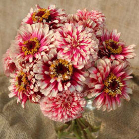 Zinnia Mazurkia Seed A20222926