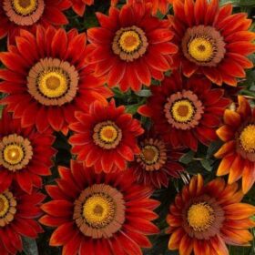 Gazania Big Kiss Red F1 Seed A20222354