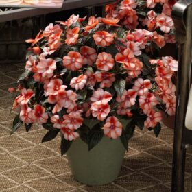 Impatiens New Guinea Florific Sweet Orange Seed A20222460