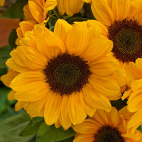 Sunflower Vincent's Choice F1 Seed A20223051