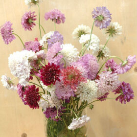 Scabiosa QIS Mix Seed Pincushion Flower A20222722
