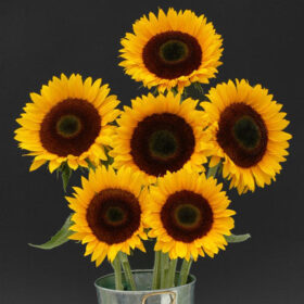 Sunflower Sunrich Orange DMR F1 Seed A20223040
