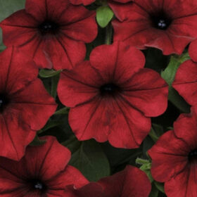 Petunia Tidal Wave Velour Red F1 Seed A20223017