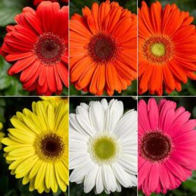 Gerbera Bengal Mix F1 Seed A20222387