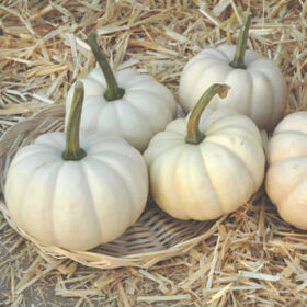 Pumpkin Casperita F1 Seed A20221650