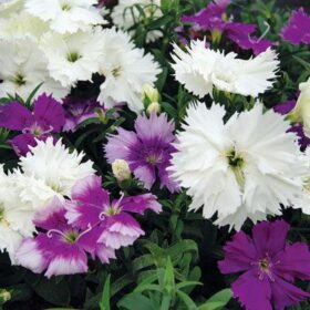 Dianthus Diana Lavendina Mix F1 Seed A20222326